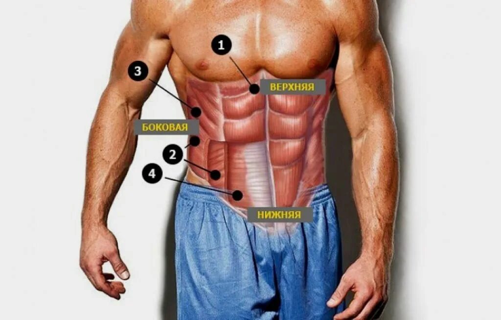 Сильно болит пресс. Мышцы пресса. Боковые мышцы брюшного пресса. Мышцы пре. Нижние мышцы пресса.