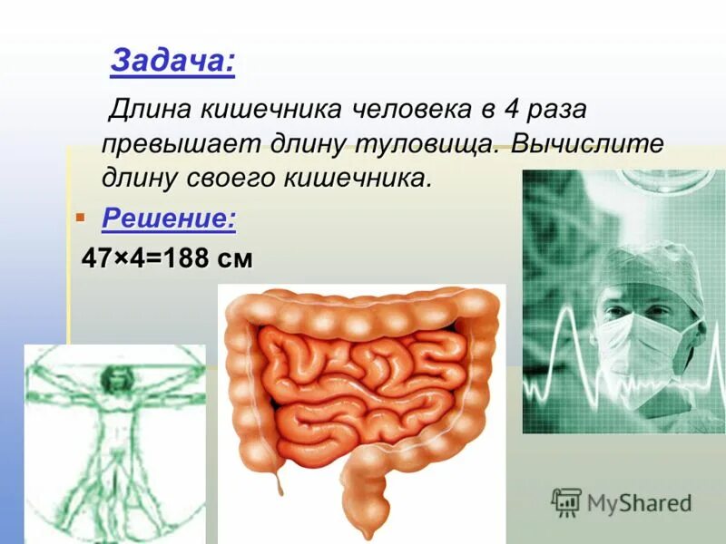 Какая длина кишечника у взрослого. Доинна кишечника у взрослого. Длина кишечника у взрослого. Длина человеческой кишки.