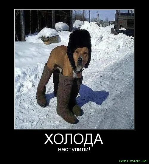 а че так холодно то. козья ножка самокрутка почему так назвали. вдруг холодно. веселые зимние иллюстрации. одевайся теплее.