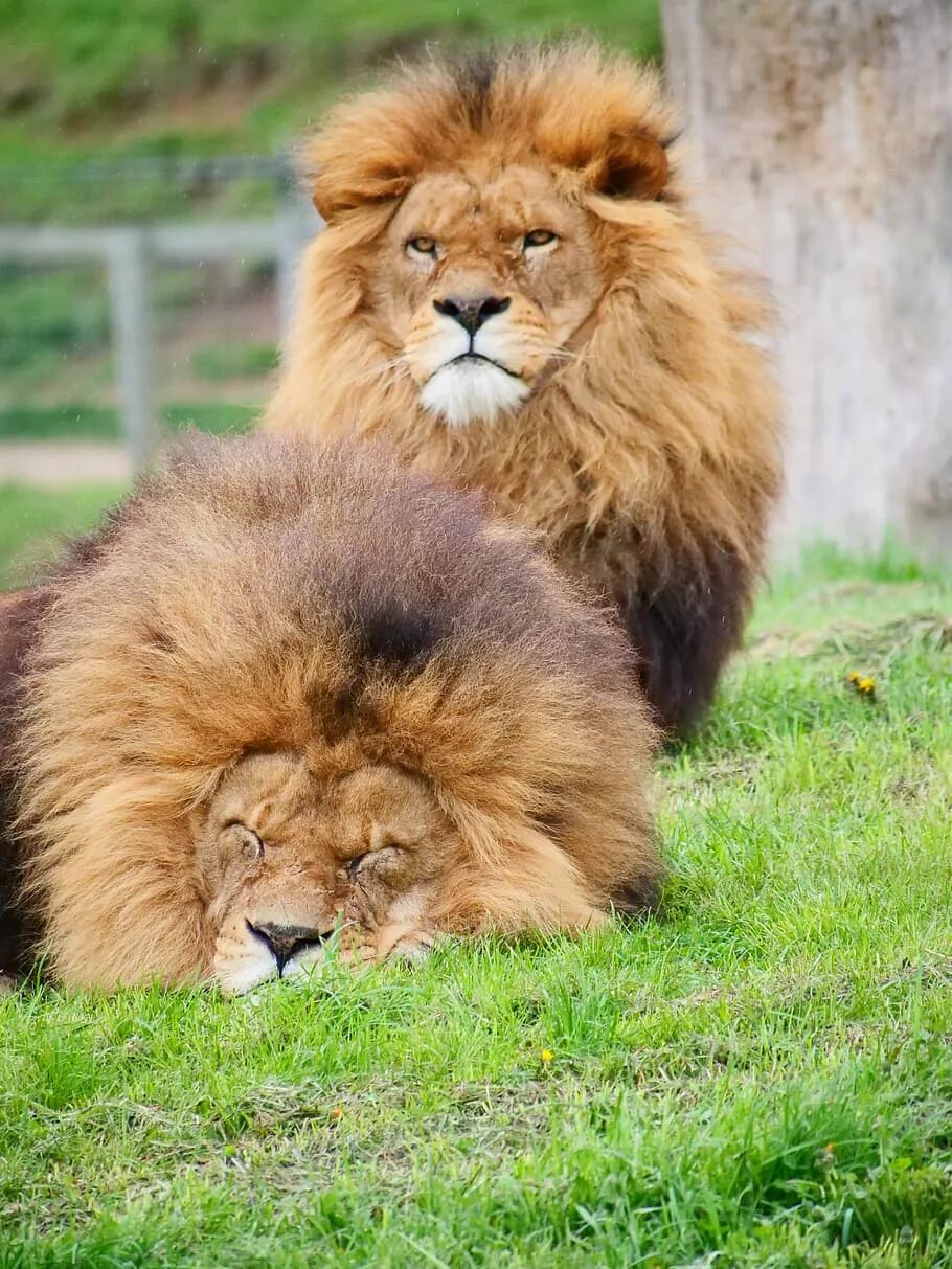 Кот лев. Лев. Млекопитающие Лев. Кошачьи Лев. Лев и кошка.