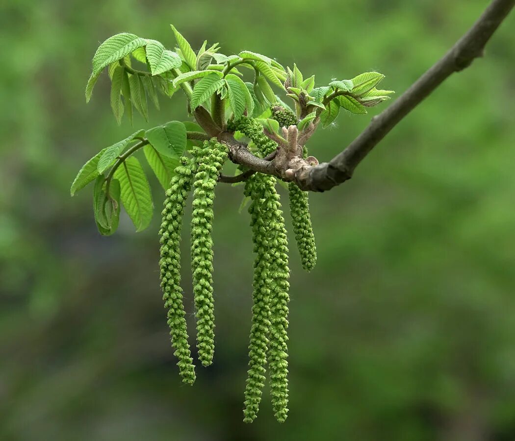 Деревья с сережками названия и фото. Орех маньчжурский (Juglans mandshurica). Орех маньчжурский Júglans mandshúrica. Маньчжурский орех цветет. Орех маньчжурский - Juglans mandshurica плод.