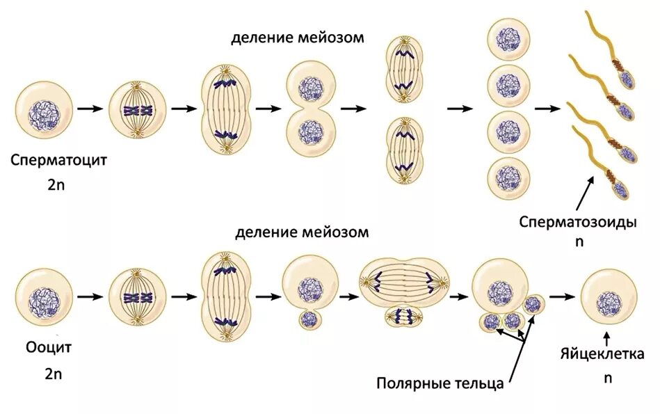 Деление характерное для половых клеток. Оплодотворение яйцеклетки и мейоз. Стадии созревания яйцеклетки схема. Созревание яйцеклетки мейоз. Митоз яйцеклетки лошадиной аскариды.