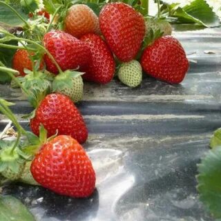 Клубника олимпия отзывы