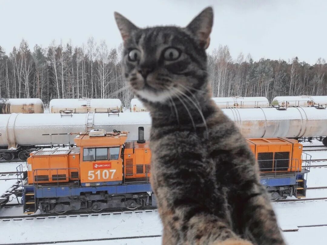Кот железная дорога. Кот Железнодорожник. Кот машинист. Кот на железной дороге. Железная дорога и котики.