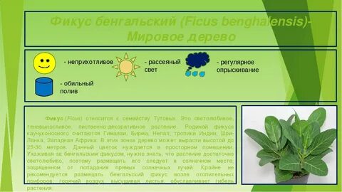 Фикус сочинение