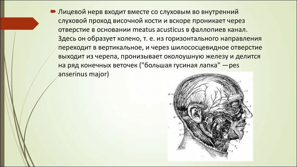 Лицевой нерв. Гусиная лапка анатомия лицевой нерв. Лицевой нерв анатомия.