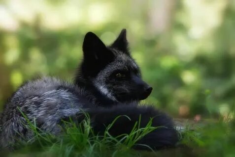 Silver fox