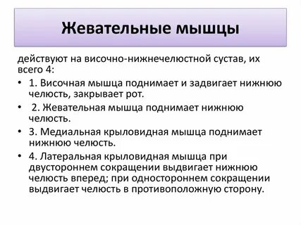 Абсолютная сила жевательных мышц