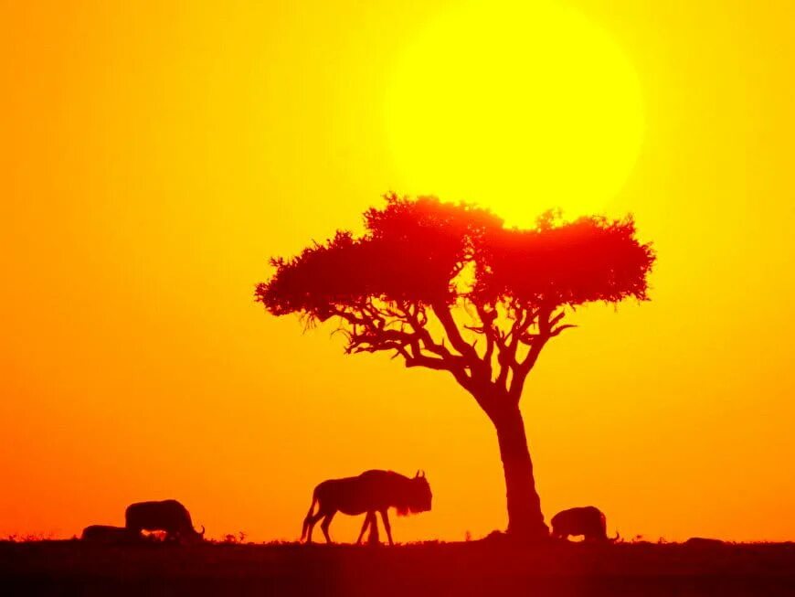 Утро в саванне. Буш саванна. Африканская саванна. В жаркой саванне. Природа африки.