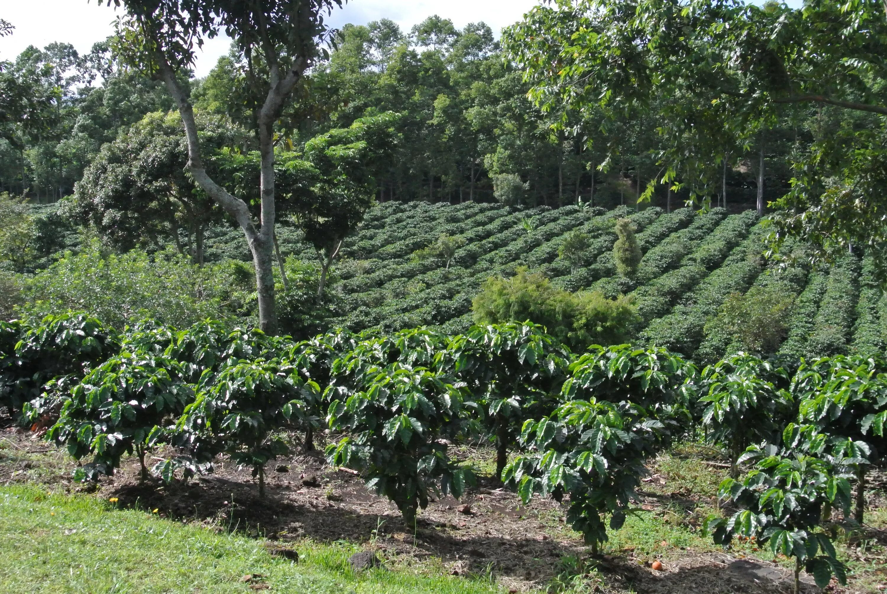 Дерево плантации. Коста Рика кофейные плантации. Коста Рика плантации кофе. Плантации кофе Коста Рики. Плантации Коста Рика.