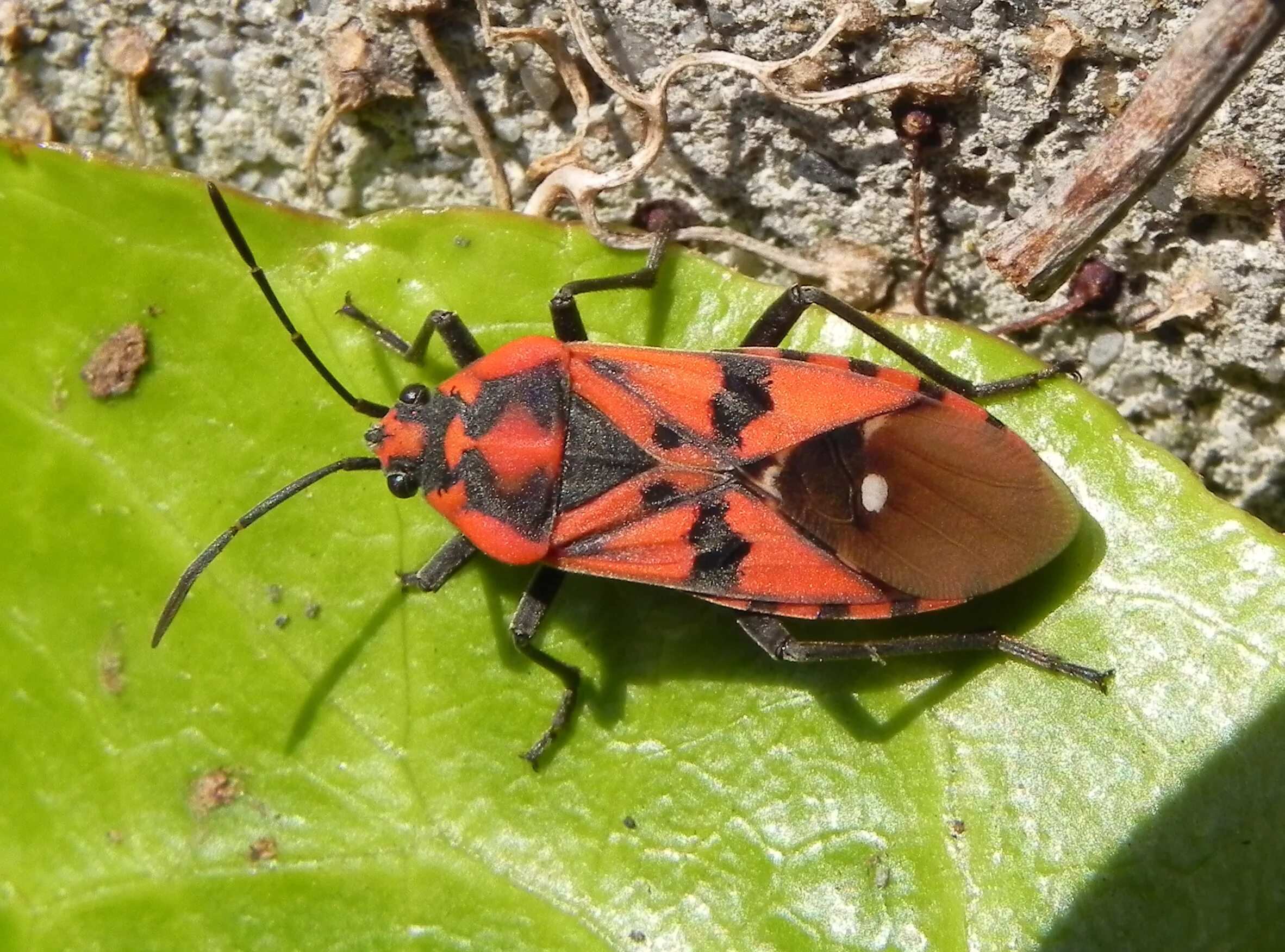 отряд насекомых полужесткокрылые представители. отряд полужесткокрылые клопы. полужесткокрылые насекомые представители. отряд полужесткокрылые (hemiptera). отряд полужесткокрылые клопы.
