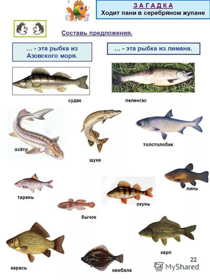 приморско ахтарск рыбный рынок.