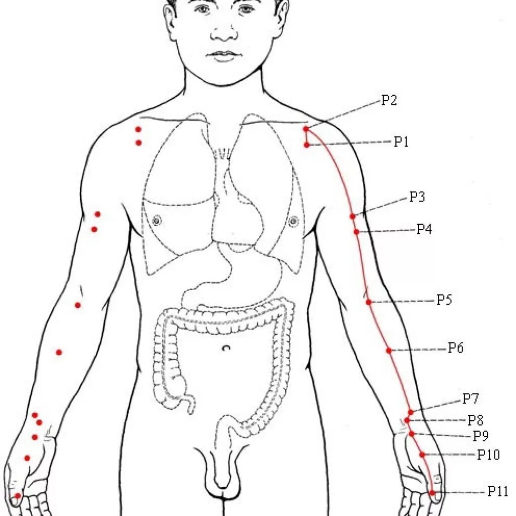 Новости и 1 точка. Меридиан легких в китайской медицине точки акупунктуры. Меридиан легких канал легких биологически активные точки. Точка p8 Цзин-Цюй. Китайская акупунктура Меридиан легких.