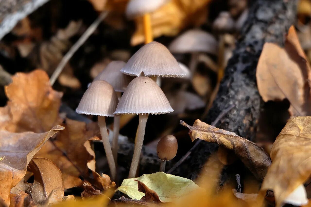 Грибы поганки. Поганка гриб. Гриб поганка обыкновенная. Бледная поганка гриб. Фото поганок грибов