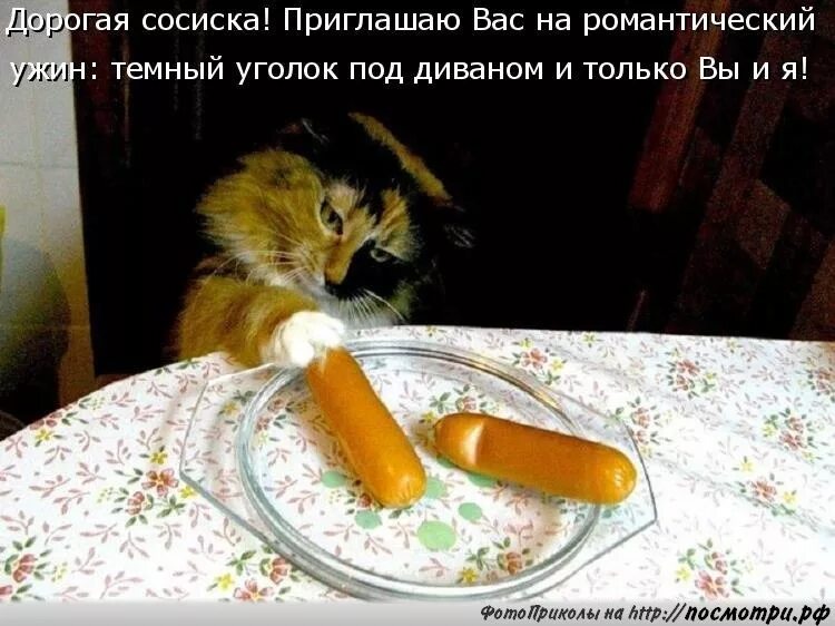 Плывите сосиски. Кот ,сосиска , колбаса. Рыжий кот с сосиской. Коты и сосиски. Кот с колбасой.