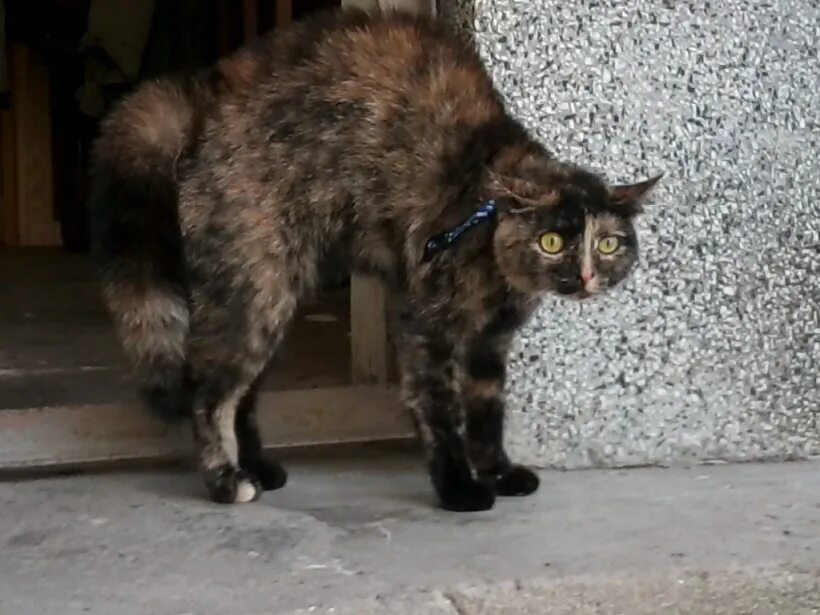 Котик на роботе пылесосе. Кот тиран и деспот картинка. Коты дворяне. Кот в очках. Кот стала жертвой тирана прикол.