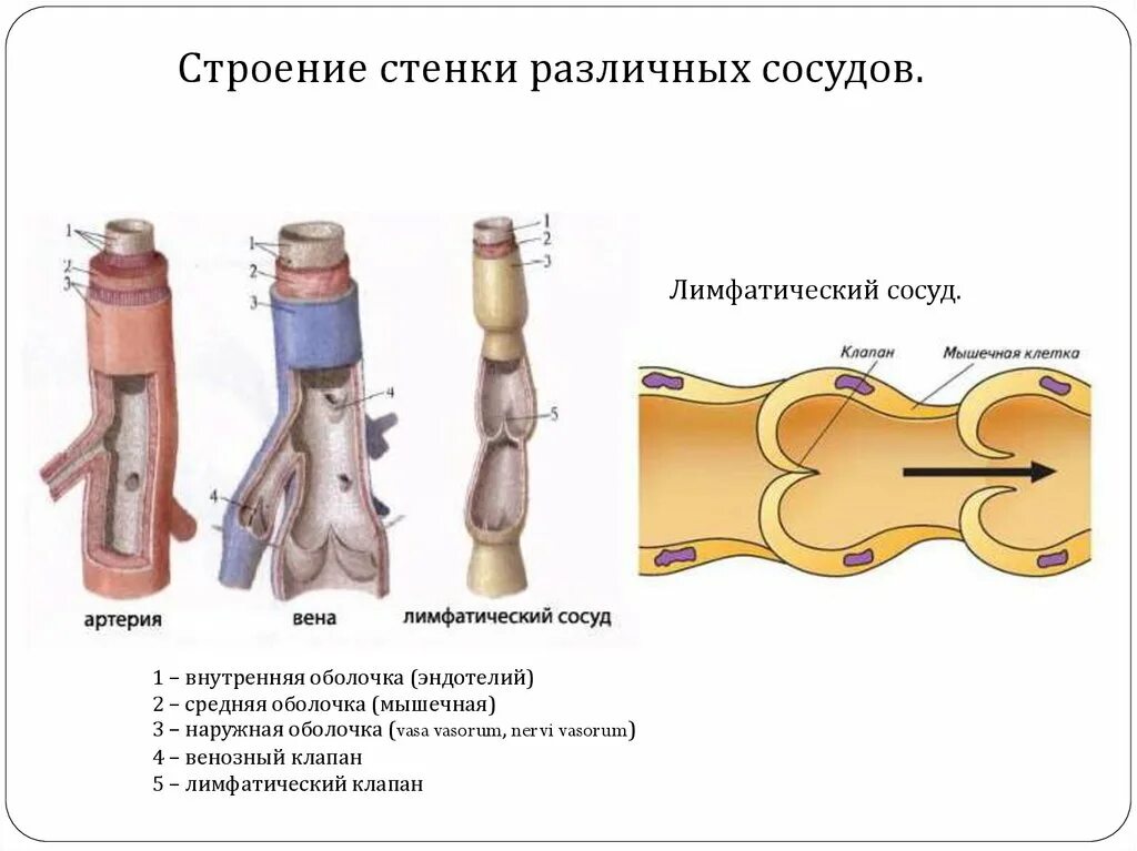 Лимфатические сосуды клапаны. Строение стенок артерия Вена лимфатический сосуд капилляр. Схема строения лимфатического сосуда. Строение стенки артерии вены и лимфатического сосуда. Строение лимфатического сосуда рисунок.