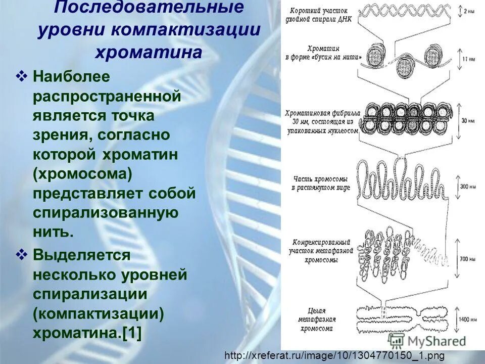 Стадии спирализации хромосом. Петлевой уровень компактизации ДНК. Уровни компактизации ДНК эукариот. Схема компактизации ДНК В хромосоме. Хромомерный уровень компактизации ДНК.