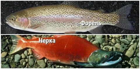 Как внешне отличить семгу от форели