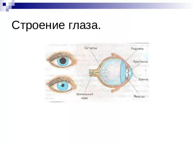 Тест по теме зрение. Орган зрения окружающий мир 3 класс. Проект на 4 класс на тему "глаза человека". Интеллеккарта орган зрения. Орган зрения глаза окружающий мир 3 класс ответ.