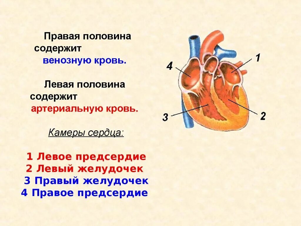 3. Строение сердца (желудочки, предсердия. Строение сердца человека камеры сердца. 1 Строение желудочков сердца. Камеры сердца и сосуды содержащие артериальную кровь. Правое предсердие отделено от правого желудочка