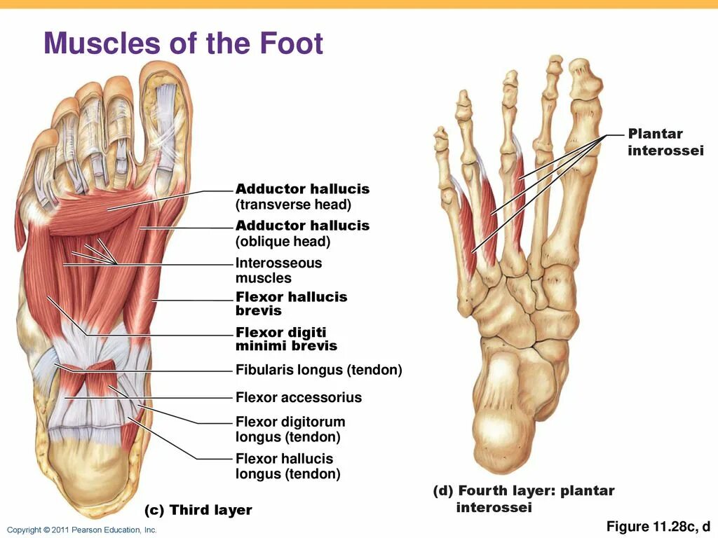 Аддуктор большого пальца стопы. Мышцы стопы анатомия. Adductor Hallucis m. transverse head мышца. Flexor digiti Minimi Longus.