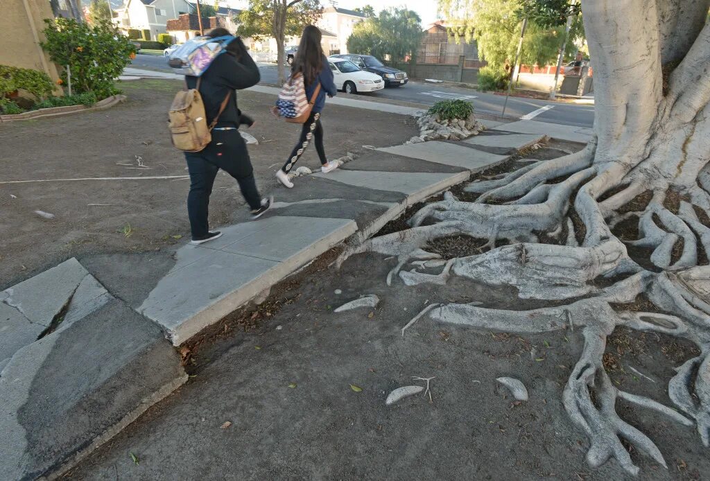 Broken streets. Дерево в тротуаре. Тротуар с деревьями поперёк. Деревянная Мостовая тротуар. Дерево тротуар люди.