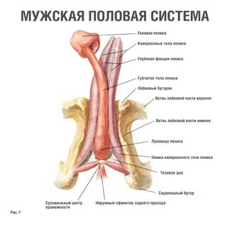 И важно сказать, что это смешанный процесс, включающий в себя как физиологи...