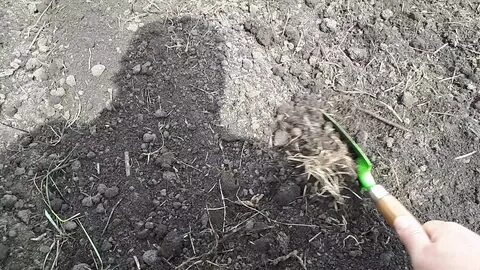 Почему рожь посажена осенью зимой не погибает