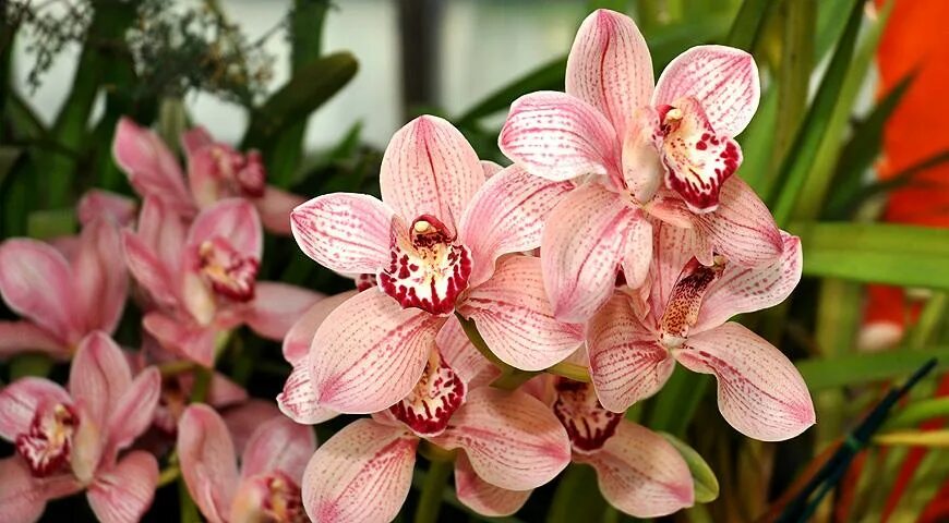 Chinese orchid bloom stock photo. Image of orchid, garden - 38217454