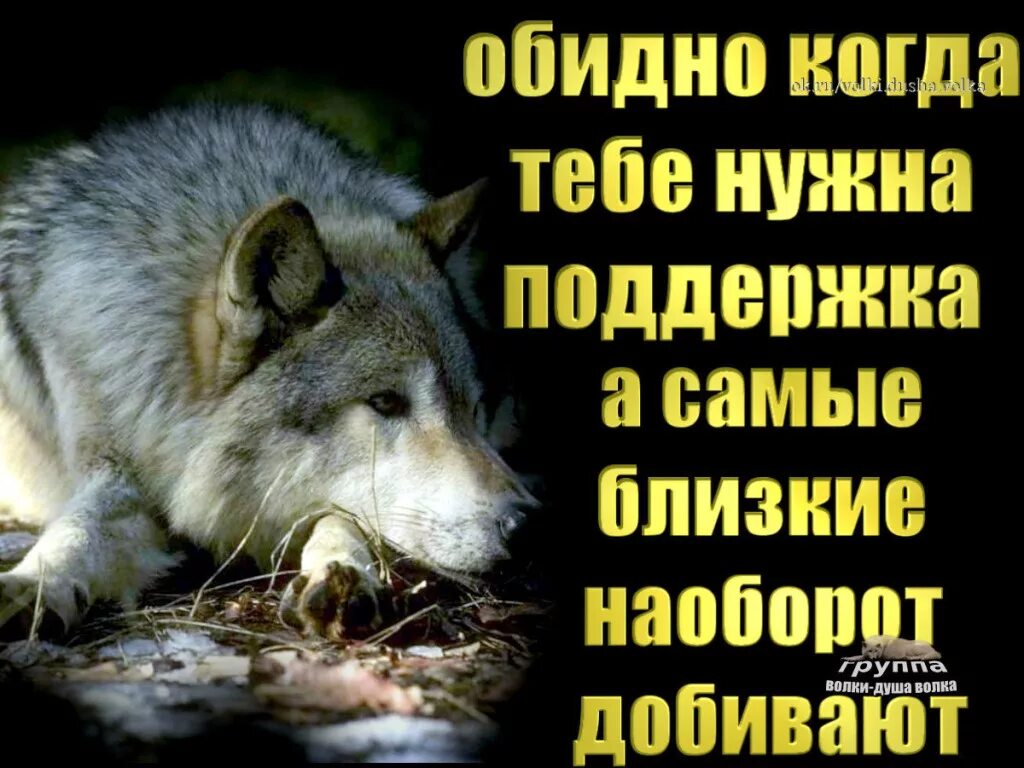 Мне нужна была поддержка. Душа волка. Обидно когда нужна поддержка. Обидно когда тебе нужна поддержка а самые близкие наоборот добивают. Когда нужна была поддержка.