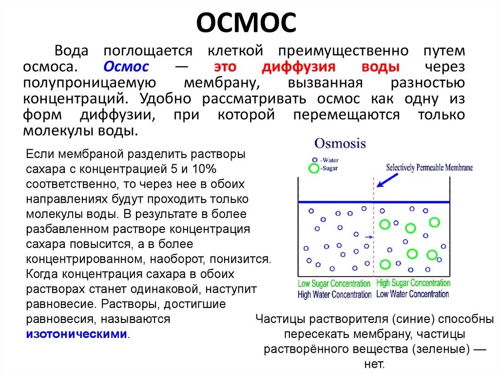 Физическое состояние клетки. Осмос в мембране клетки. Осмос воды через мембрану. Осмотическое поглощение воды. Физиология растений осмос.