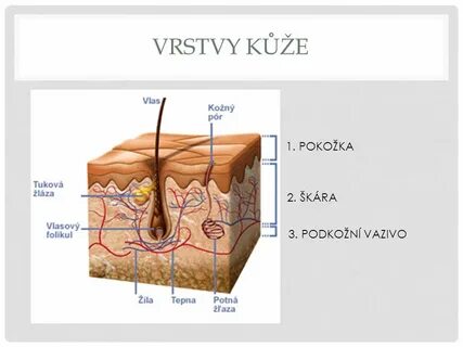 Потовые железы в каком слое кожи
