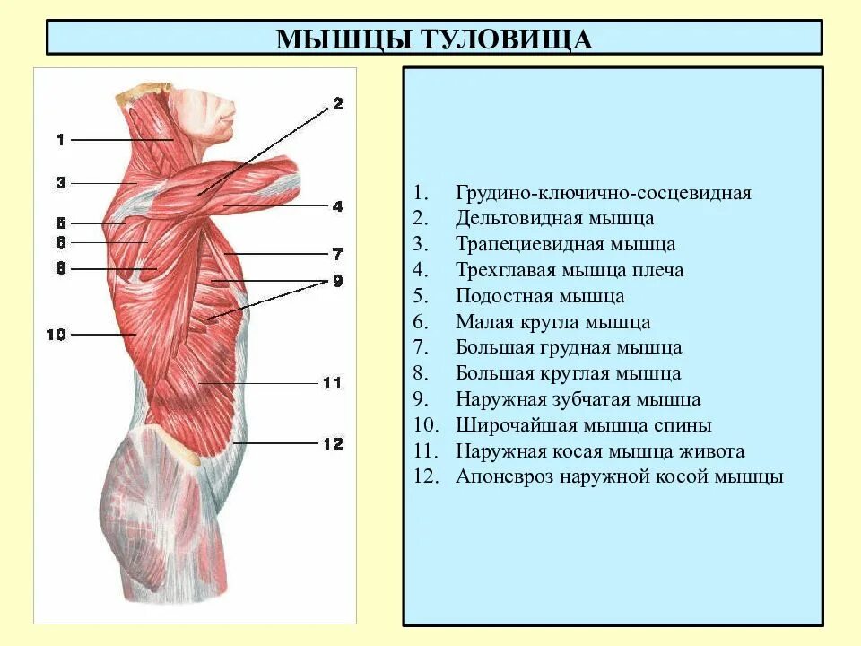 Передняя часть человека. Роль мышц туловища спереди. Мышцы туловища спереди расположение. Мышцы туловища спереди прикрепление. Мышцы туловища спереди функции кратко.