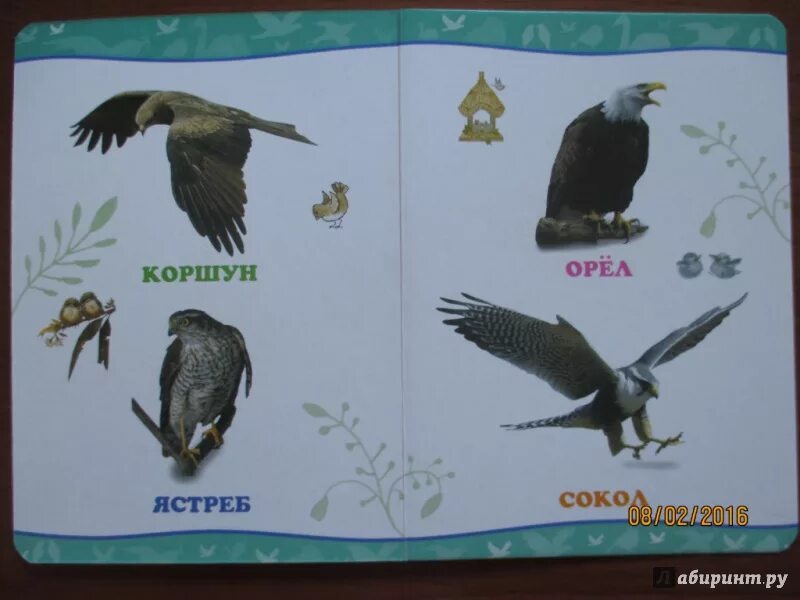 Сокол орел ястреб отличия. Орлы соколы ястребы коршуны. Орлы соколы ястребы коршуны. Орлы соколы ястребы коршуны. Орлы соколы ястребы коршуны.