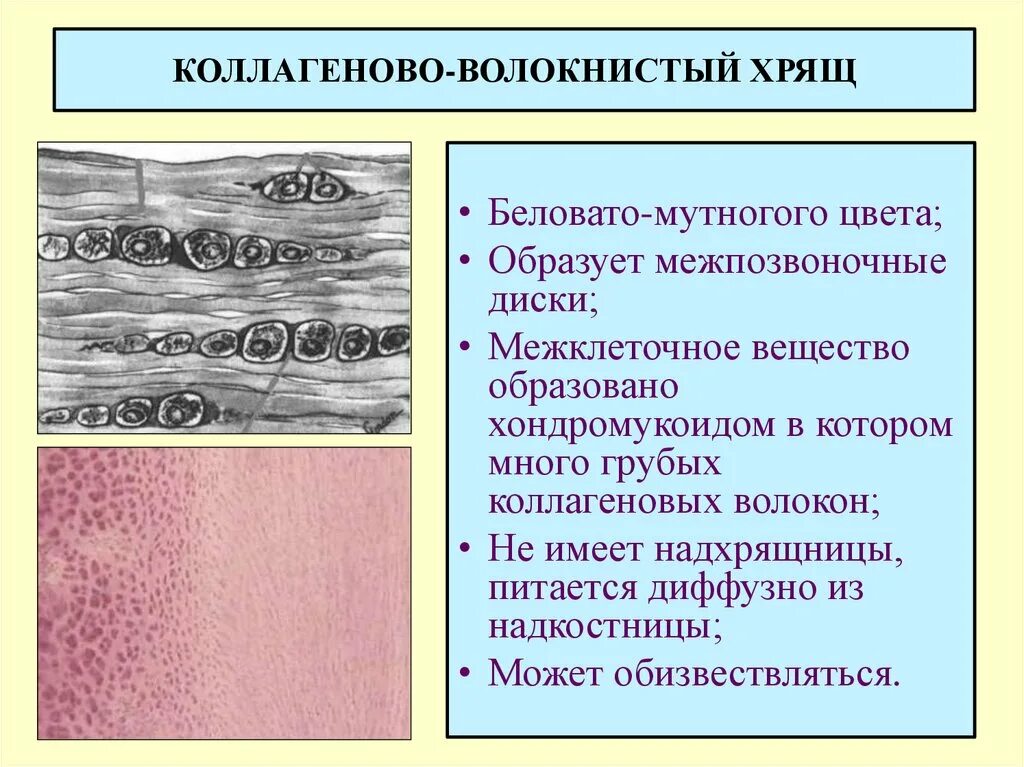 Суставный хрящ какая ткань. Коллаген волокнистый хрящ. Волокнистый хрящ образует межпозвоночные диски. Волокнистая хрящевая ткань. Волокнистый хрящ ткань.