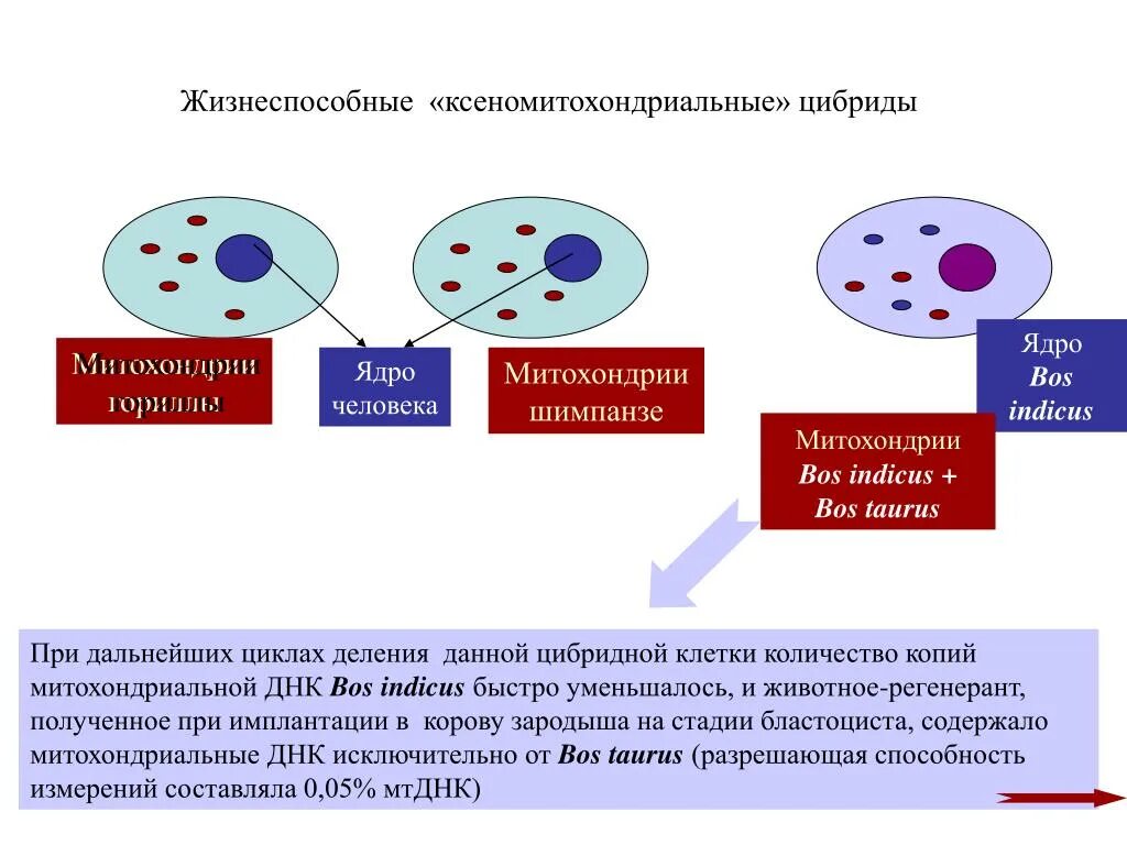 Клеточные гибриды. Цибриды. Клетки одноядерные и многоядерные примеры. Гетерокарион. Жизнеспособность цибридов.