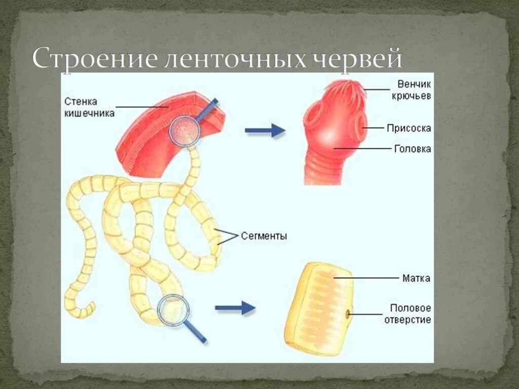 Ленточные черви анаэробы. Ленточные дыхание. Ленточные дыхание. Ленточные дыхание. Ленточные черви анаэробы.