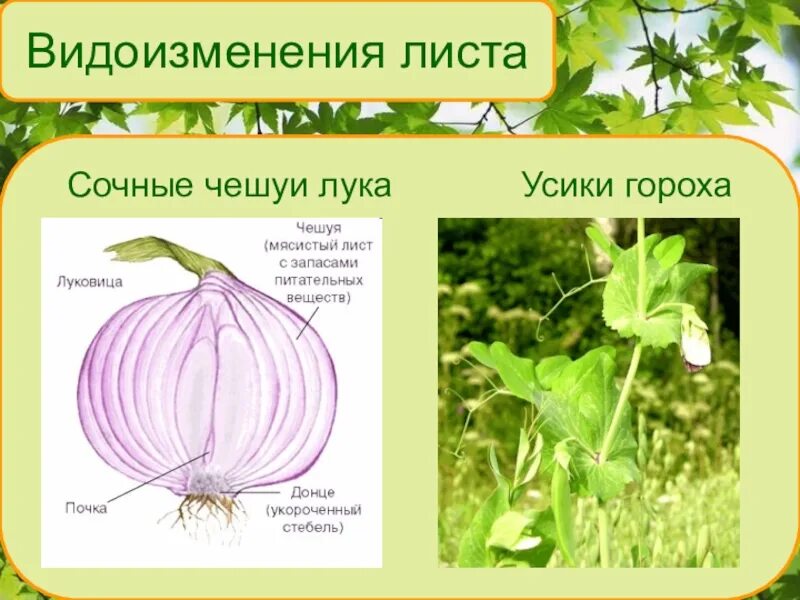 Какую функцию выполняют сухие чешуйчатые листья впр