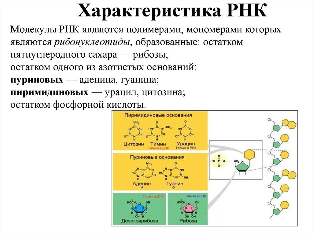 Описание молекул рнк. Характеристика строения РНК. Структура РНК характеристика. Структура молекулы РНК. Основное свойство молекулы РНК.