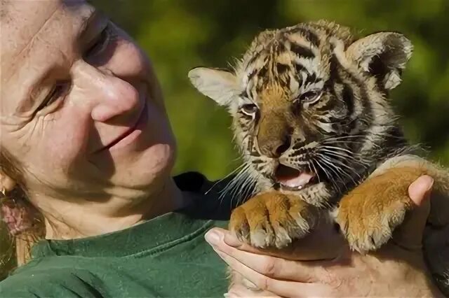 Международный день тигра. Подражание тигра. Люди которые родились тигра. Man holding Tiger.