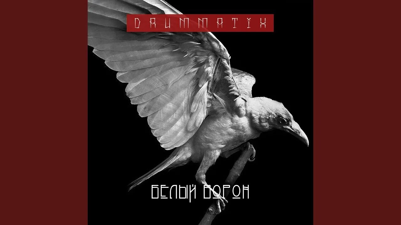 Белый ворон тверь. Ворон альбинос. Белая ворона вывеска. Сорока альбинос. Белый ворон тверь.