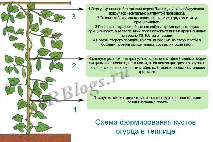 Нижний лист затем. Строение листа черешок прилистники листовая пластинка. Нижний лист затем. Типы сложных листьев. Сложная листовая пластинка.