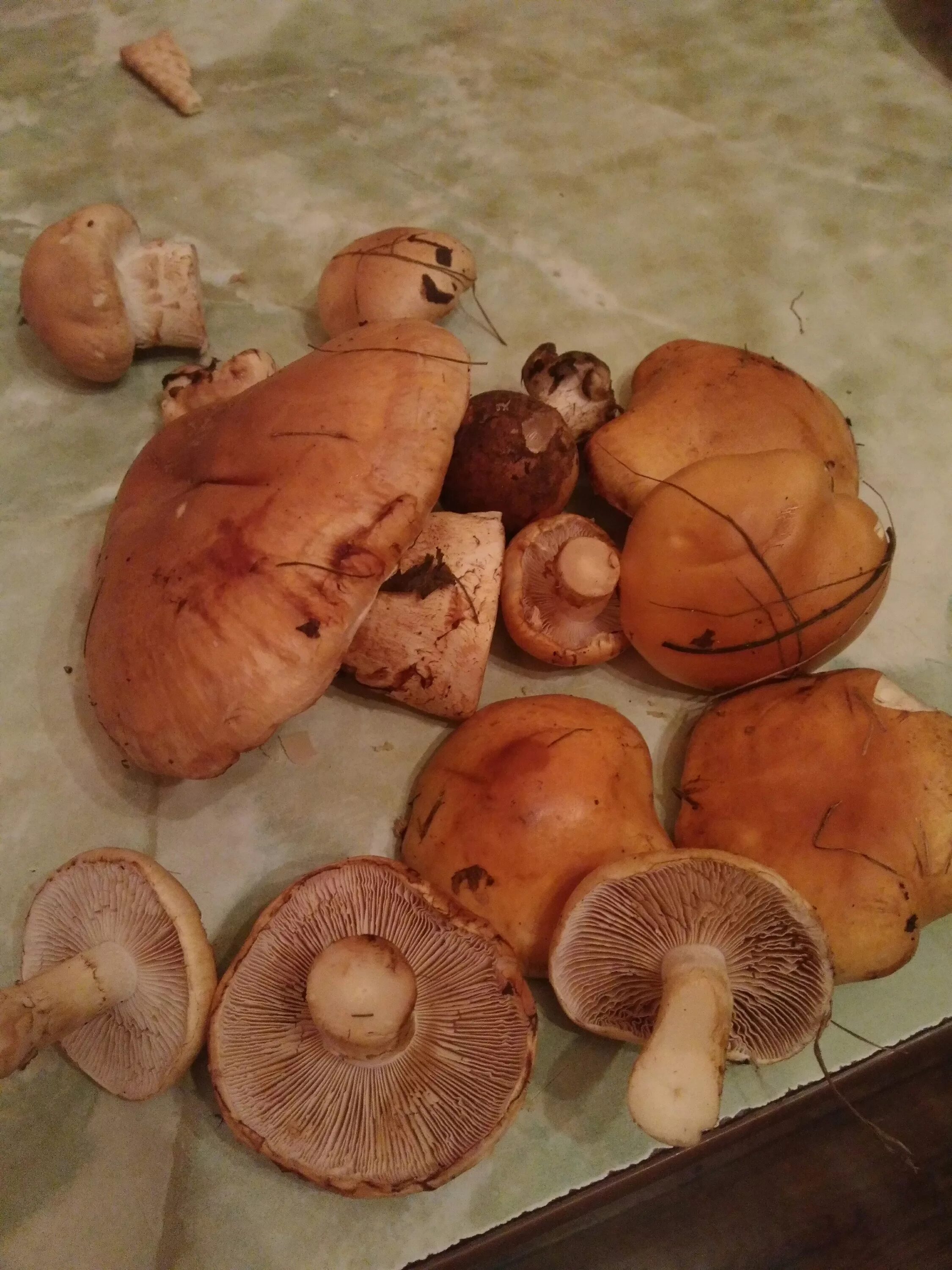 Польский гриб моховик боровик. Съедобен ли гриб. Съедобен ли гриб. Съедобен ли. Кокосоколка есть ли такая.