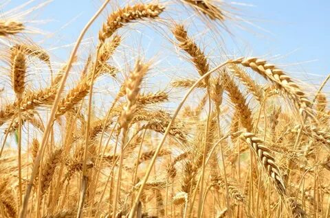 Главная зерновая культура страны