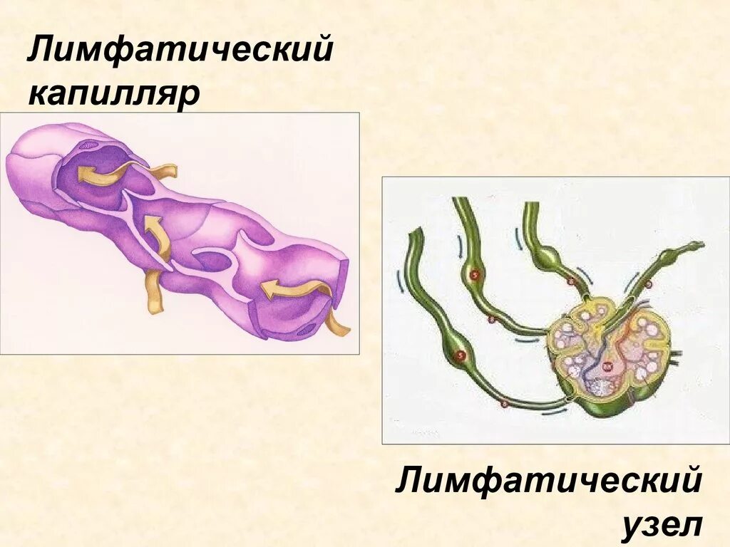 Особенности лимфатических сосудов. Строение лимфатического капилляра. Лимфатический капиляр строение. Лимфатические сосуды. Структуры лимфатических капилляр.