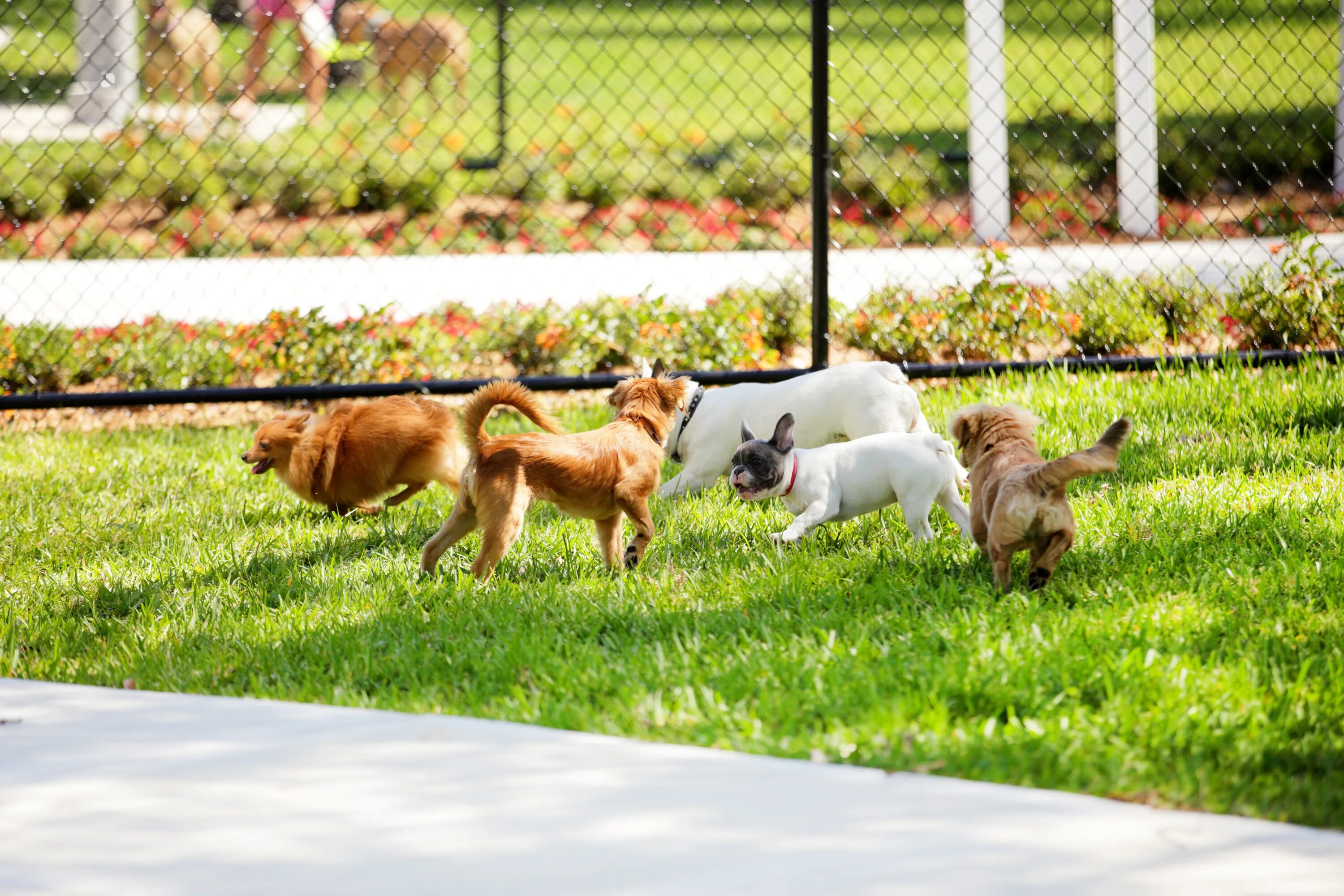 Собачий парк. Парк для собак. Собака в парке. Выгул собак. The dog likes the park