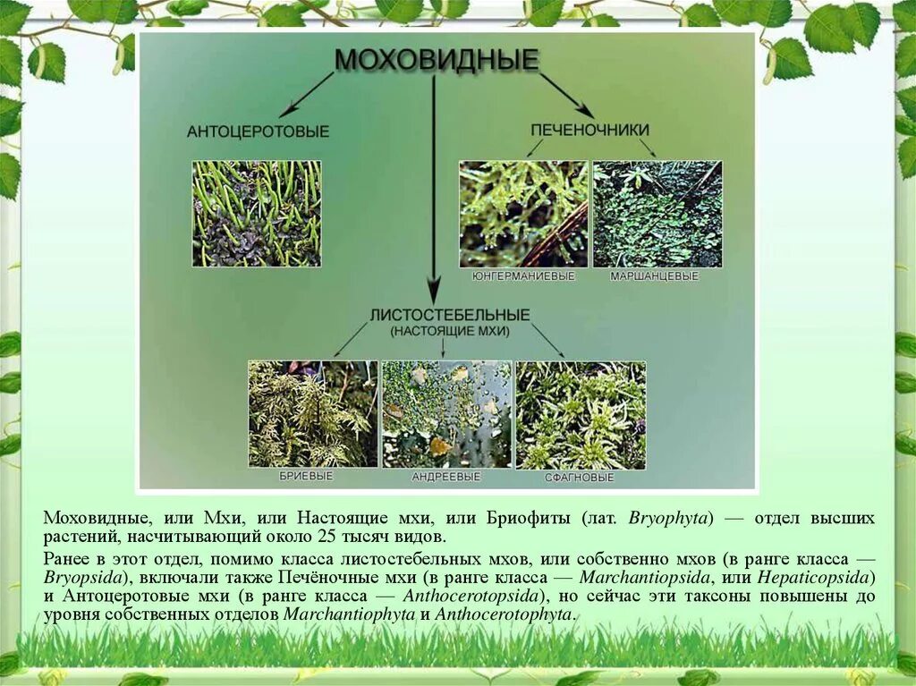 Класс антоцеротовые мхи. Антоцеротовые мхи примеры. Характеристика класса антоцеротовые мхи. Экологическая роль сфагновых мхов. Примеры группы мхи