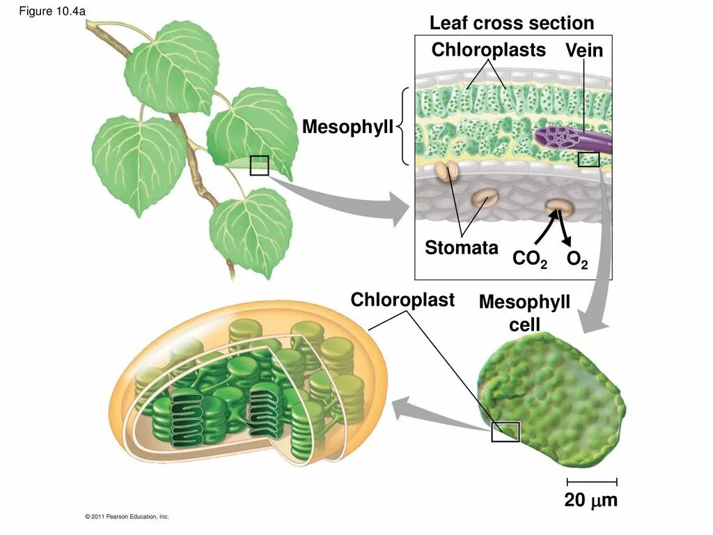 Leaf Cross Section. Фотосинтез. Фотосинтез Campbell. Photosynthesis process. Плющ фотосинтез