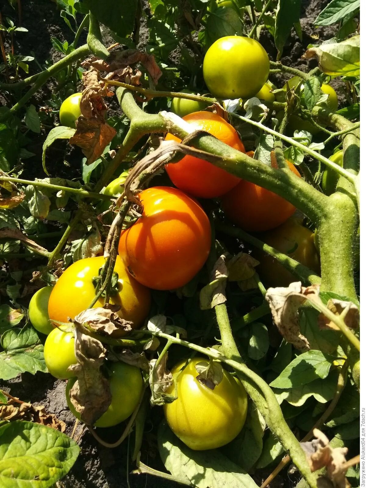 белые помидоры сорта. томат снежок. снежный томат отзывы фото. элитагро снежная королева томат. снежная королева.